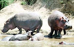 Hippos in the Mara River